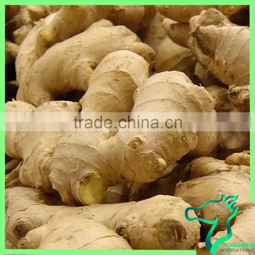 Ginger Processing Plant Chinese Ginger Seeds For Sale