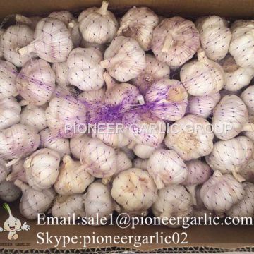 5-5.5cm Fresh Normal White Garlic In Mesh Bag Packing