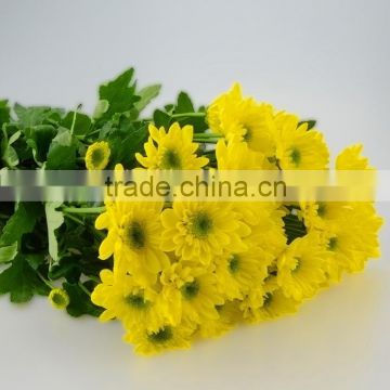 Newest best sell 2016 yellow chrysanthemum flowers