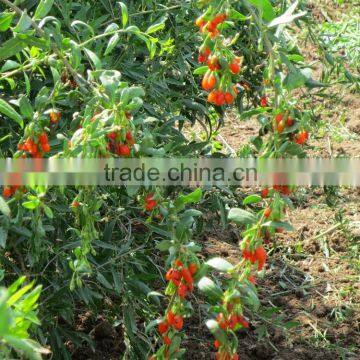 Chinese wolfberry 280