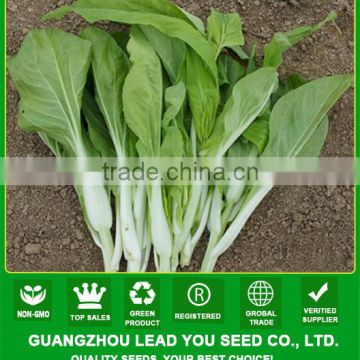 PK21 The no.1 white pakchoi shum seeds for planting