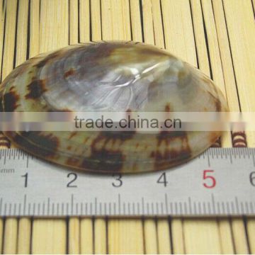 wholesale conch shell Cellana testudinaria polished 4.5-5.5cm 100pcs/bag accept paypal
