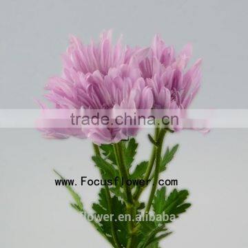 Decorative Chrysanthemum Flower Bonsai With 10 Stems/Bundle Autumn Chrysanthemum With 0.5kg/Bundle Chrysanthemum Pink Color