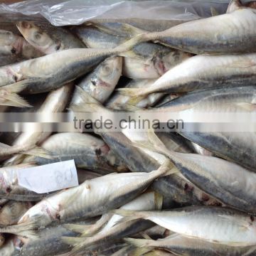 2016 Newly WR frozen round scad/horse mackerel 70-90g