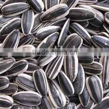 china cheap sunflower seed for export