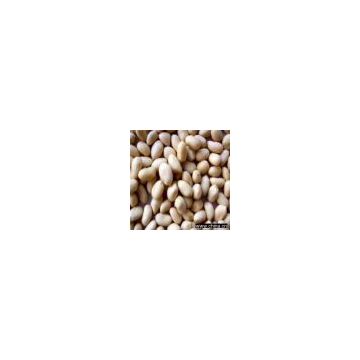 Sell Blanched Peanut Kernels, Round Type, 41/51