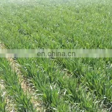 irrigation systems/mobile wheel agricultural sprinkler automatic farm irrigation