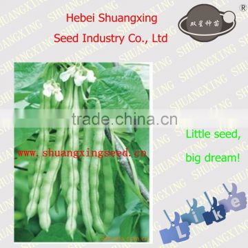 SX No.1401 Kidney Bean vegetable Seeds