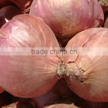 Fresh - Onion from Pakistan