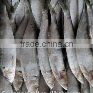 Raw clean frozen sardine stock