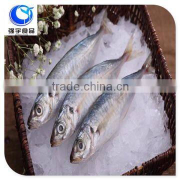 fresh frozen fish horse mackerel