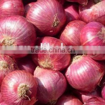 Indian Fresh red onion Exporter