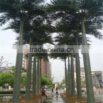 2017 Hot sale royal palm tree ornamental artificial washingtonia robusta palm trees for sale