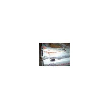 Sell Chilean Coho Salmon (Chile)
