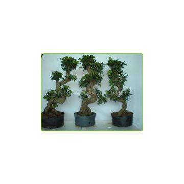 S shaped ficus ginseng microcarpa Taiwan Ficus Banyan Fig Indian Laurel Fig potted bonsai tree indoor plants