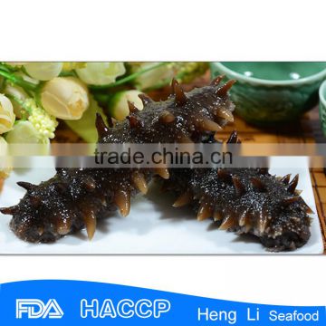 Giant sea cucumber for sale