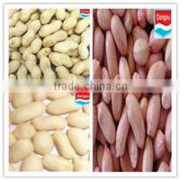 chinese big peanut kernels 24/28 28/32 34/38 38/42
