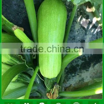 MSQ01 Changda F1 hybrid green zucchini seeds, squash Seeds in vegetable seeds