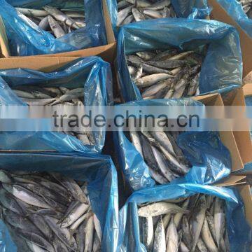 Whole Round Frozen Seafood Horse Mackerel Fish