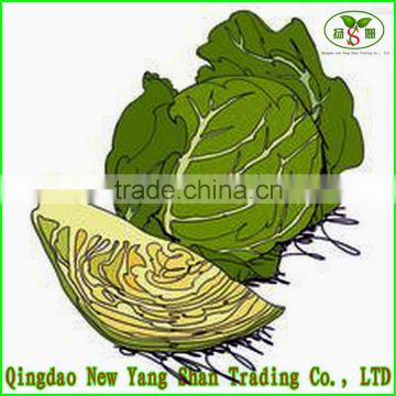 2015 Fresh Cabbages/Cabbage Exported to southeast Asia, the Middle East