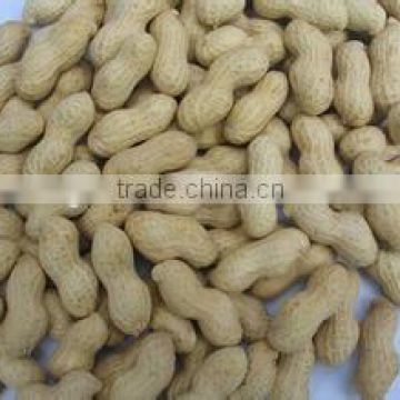 Supply Varied Roasted Peanut in shell with high Quality
