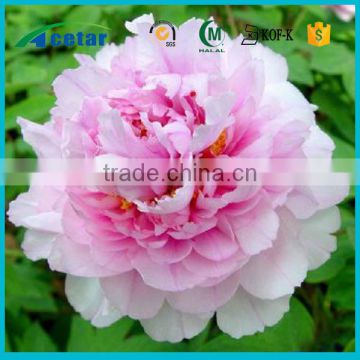 with Kosher, Halal, FDA registered benefit white peony root extract powder