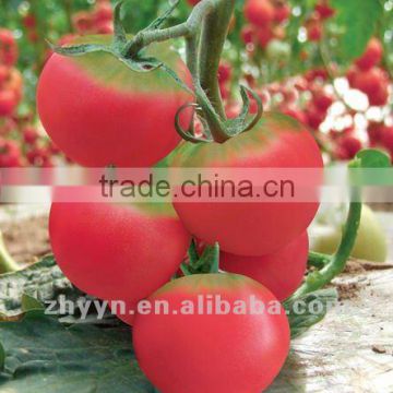 Hybrid tomato seeds LvBeiLei