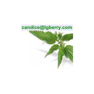 FDA Sting Nettle root Extract 3,4-divanillyltetrahydrofuran for Sports nutrition products