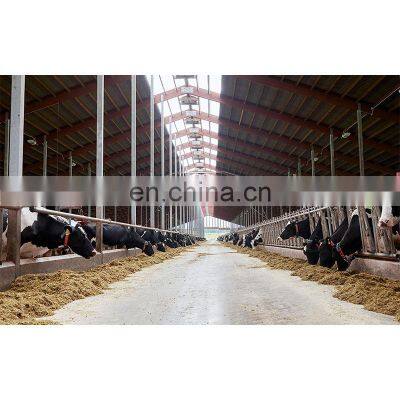 Qingdao hot galvanized steel structure modern design dairy farming cow farm building