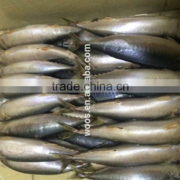 Low Price Pacific Mackerel White Belly 200-300g