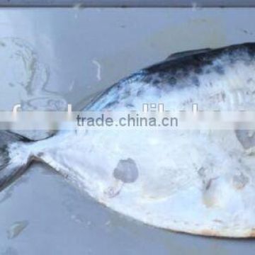Salable Moonfishes HGT Mene Maculata