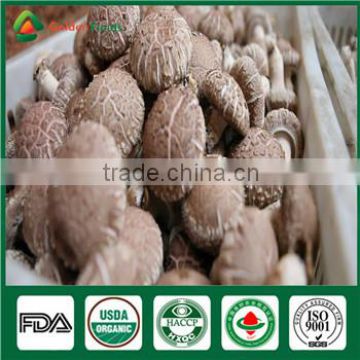China High Yield Organic Shiitake Mushroom Log Spawn Bag Growing Kit