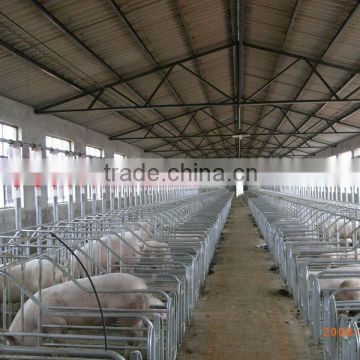 Automatic Pig Feeding System For Sows
