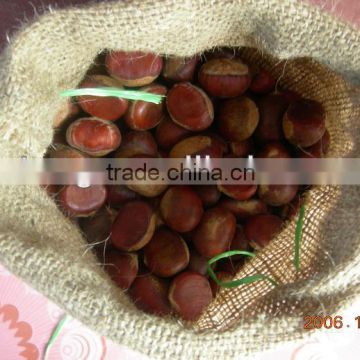 chestnut for sale with low price