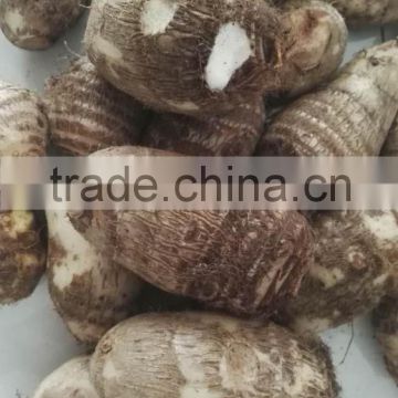 valerian plants vietnam taro