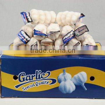 fresh garlic for international market