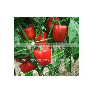 Sweet Pepper from China 2013 new crop
