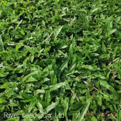 1kg Premium uncoated Axonopus compressus carpet grass seeds for garden lawn planting