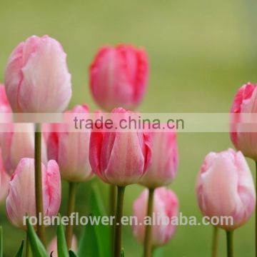2016 most fashion fresh cut flower pink tulips for exporting