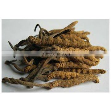 Cordyceps Sinensis Extract 20% ~ 40% Polysacchrides