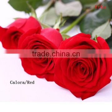 Most selling rose flowers cheap cut flowers price directly import from alibaba website