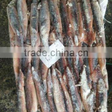 Under 150g Whole Round Frozen Illex Squid