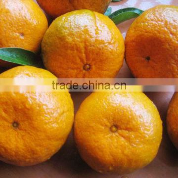 Yongchun kinndow citrus oranges fresh mandarin orange citrus fruit