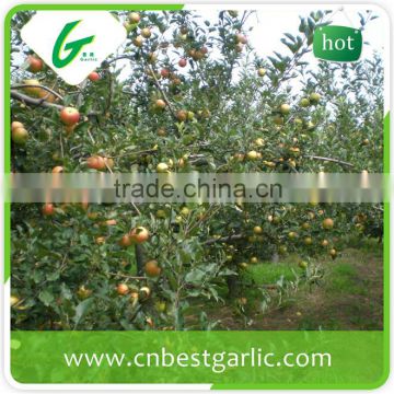 Hot sale Chinese red fresh gala apples