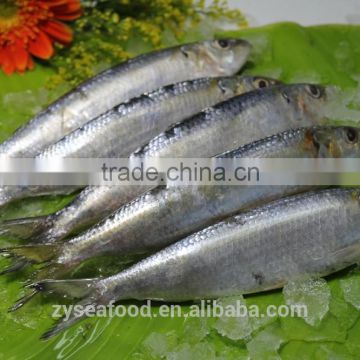 frozen sardine fish for making cans