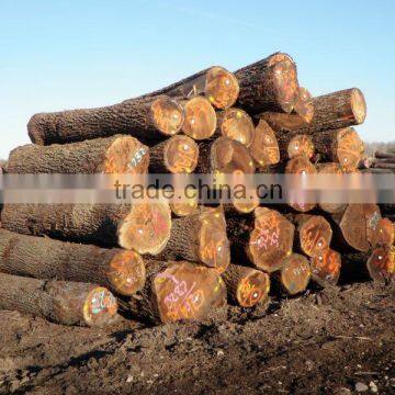 Black Walnut Saw Logs