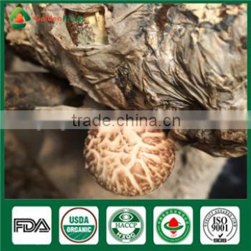 Shiitake Mushroom Spawn/Dried Shiitake Mushroom /Shiitake Seeds