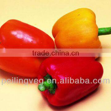 Sweet Pepper 2013 New Crop In China