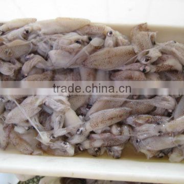 Frozen Squid (puntilla calamar)