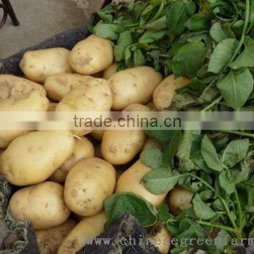 2013latest fresh potato